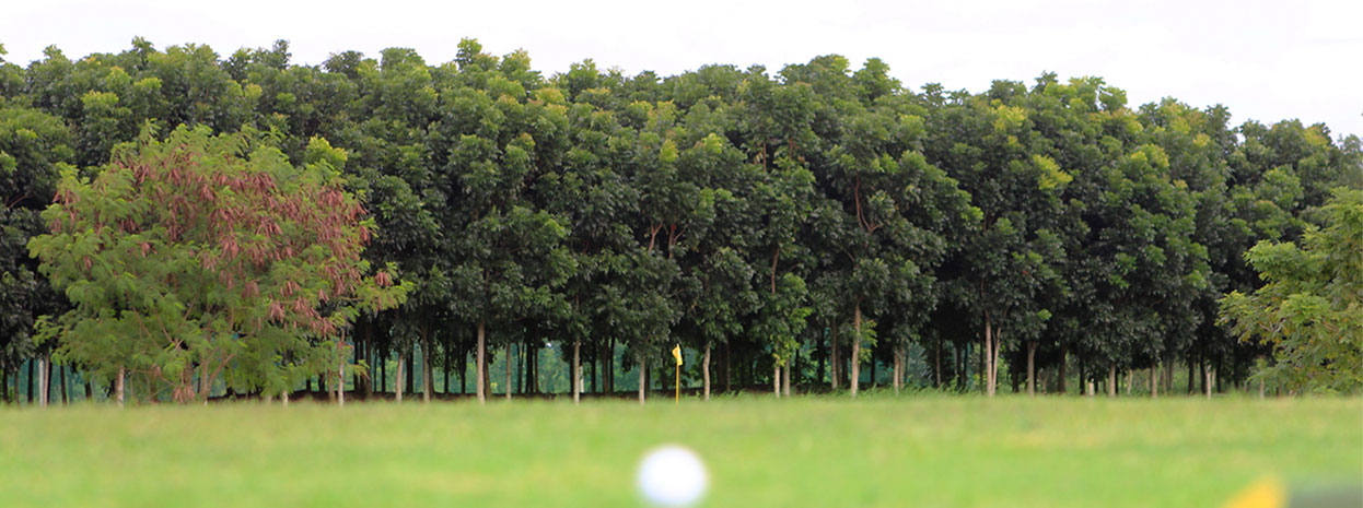 trop[ial golf course naga city