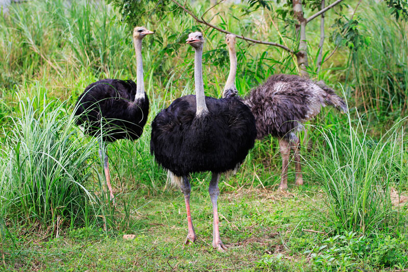 haciendas de naga zoofari ostriches