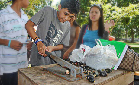 Haciendas De Naga Pili Picking